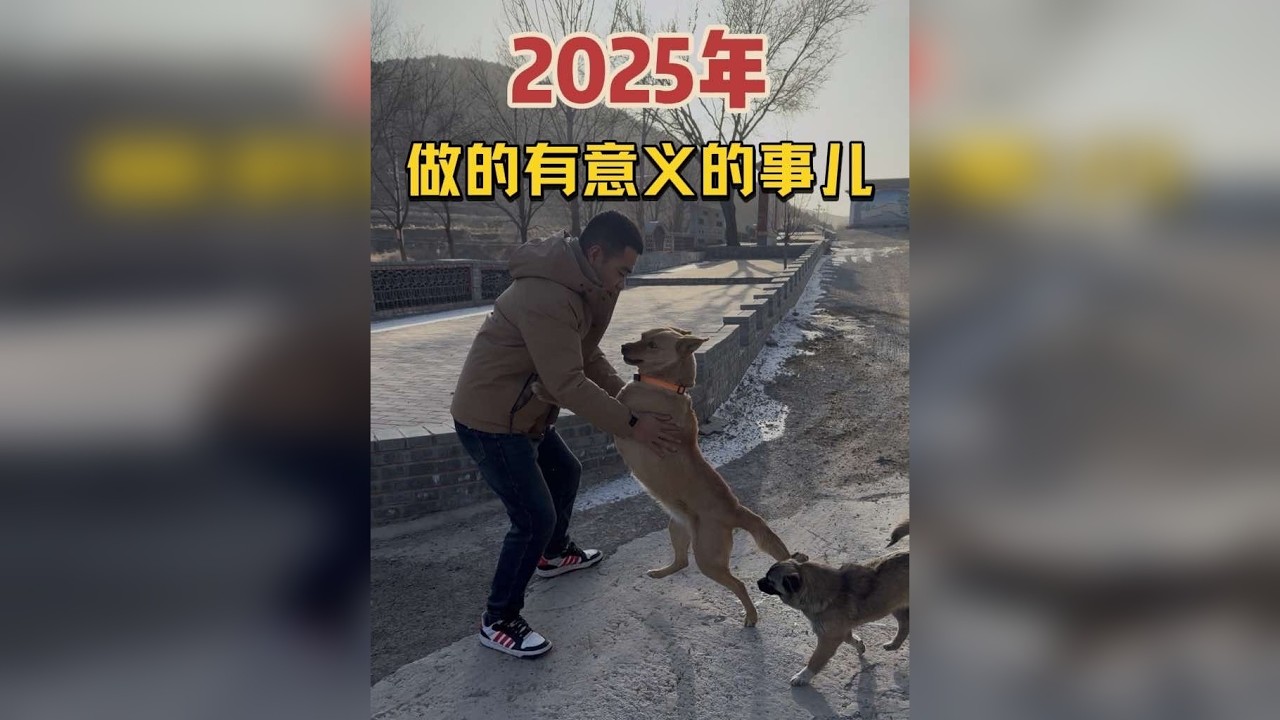 收养这群流浪狗，是2025年做的最有意义的一件事！