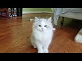 Kaerik RagaMuffin Kittens - Kaerik Rags - www.kaerikrags.com の動画、YouTube動画。