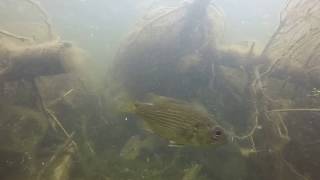 Otty Lake Fish Habitat Improvement Project