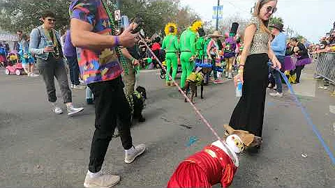 Barkus Parade 2022 in New Orleans Mardi Gras