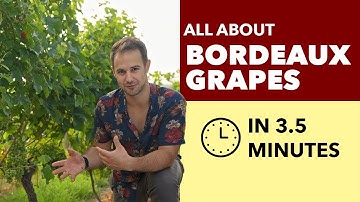 Bordeaux Grapes - All About Bordeaux Blends + Whites from Bordeaux, France
