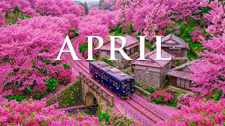 Bloom in April 8K 🌸 Stunning Cherry Blossoms & Colorful Tulip Fields (Ultra HD Scenic Views) screenshot 4
