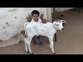 Child Play With Cow&#39;s New Born Cub|Cow New Born Cub|Cow Giving Birth|Cow Cub|