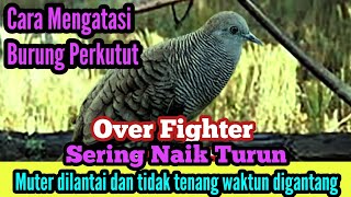 Cara Mengatasi Burung perkutut Over Fighter ,Naik turun waktu di gantang @mangoendjoyochannel8053