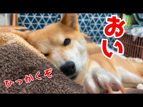 飼い主がゲームのしすぎで怒ってきた柴犬 Japan Xanh