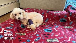 As veterinary costs climb, private equity ownership of clinics draws scrutiny