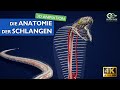 Die anatomie der schlangen  faszinierende 3d animation