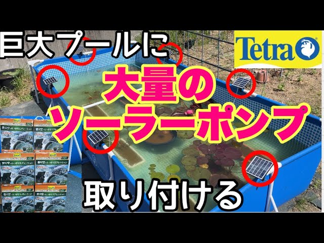 The 4.5m Medaka Water Lily Pool has turned green, so I'm going to