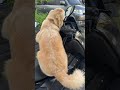 Simba the Golden Retriever Hops on Scooter