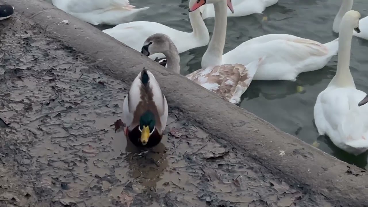 A drake is eating bread in the park. Селезень ест хлеб в парке 