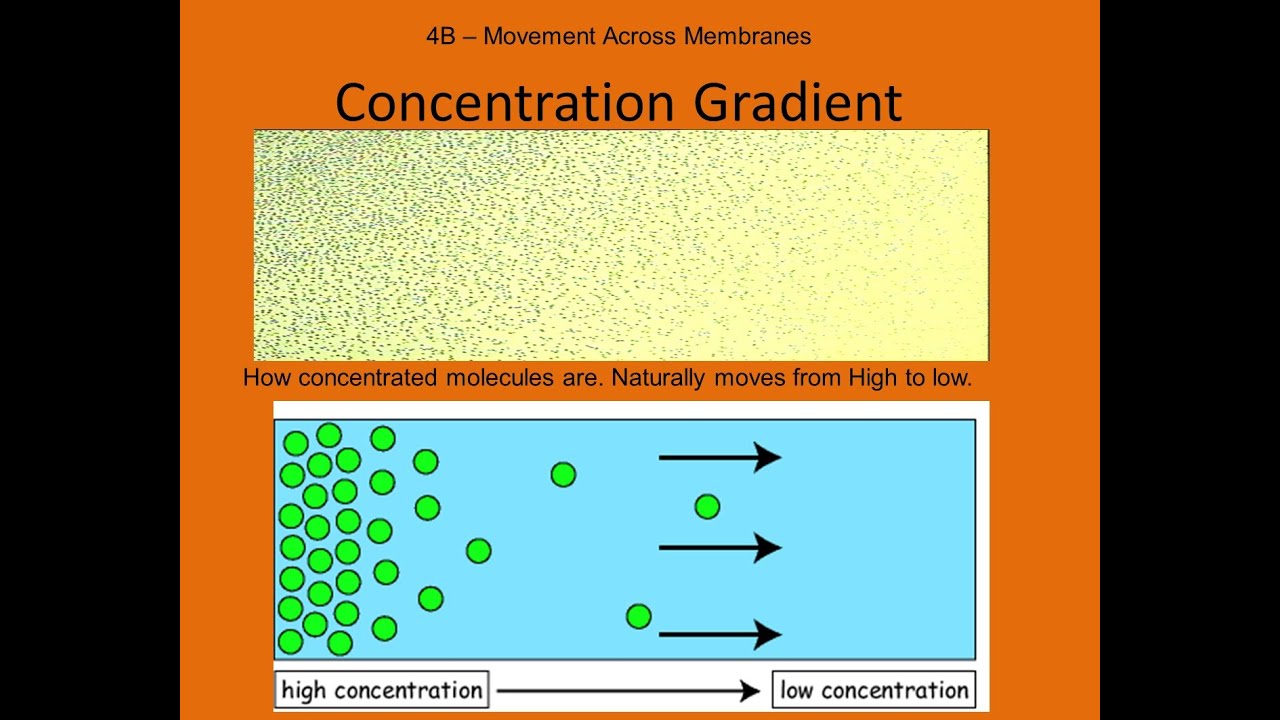 4.B Passive and Active Transport YouTube