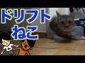 風呂嫌いな猫5匹を一気に風呂に入れようとしたら大変な事になった 風呂嫌いな猫5匹を一気に風呂に入れようとしたら大変な事になった