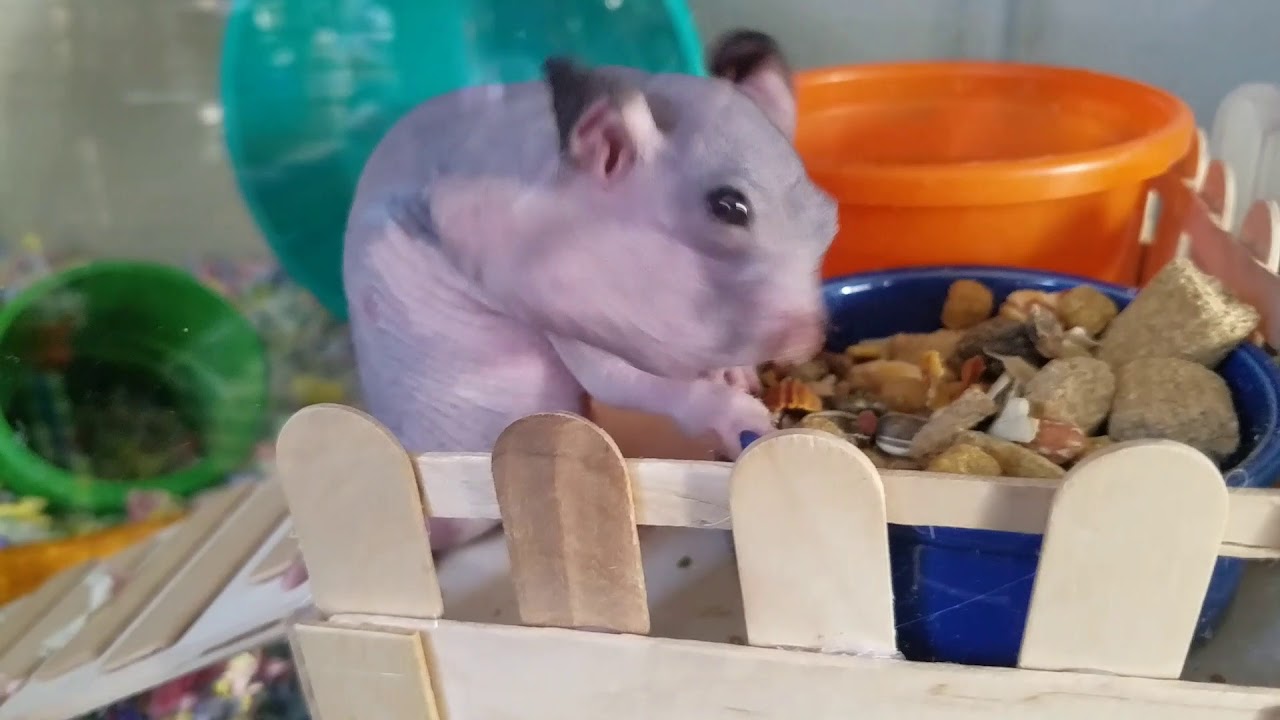 hairless hamsters
