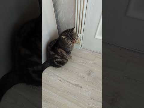 Барсик хочет в ванну Не пускаю На улице холодно Посмотрите на этот взгляд Вселенская грусть 