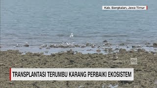 Transplantasi Terumbu Karang Perbaiki Ekosistem I CNN ID Update