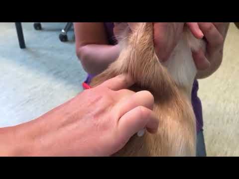 Video: Hoe Een Hond Te Injecteren?