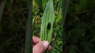 Ribwort Plantain, tastes of mushrooms