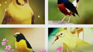 Download Lagu terapi burung agar rajin bernyanyi sepanjang hari Download Lagu terapi burung agar rajin bernyanyi sepanjang hari