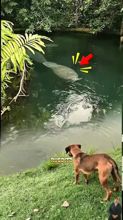 ANJING MENGGONGGONG MELIHAT MAKHLUK ANEH DI DEPANNYA #shorts #animals #dog #fish
