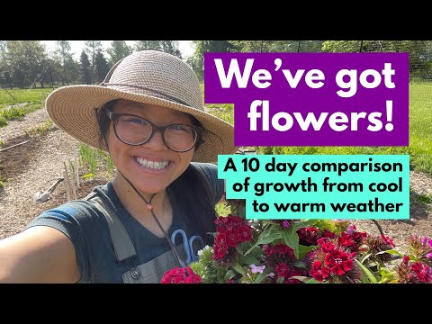 Video: Het bereiken van kleur bij warm weer: kleurrijke bloemen laten groeien in warme klimaten