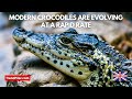 Modern crocodiles are evolving at a rapid rate
