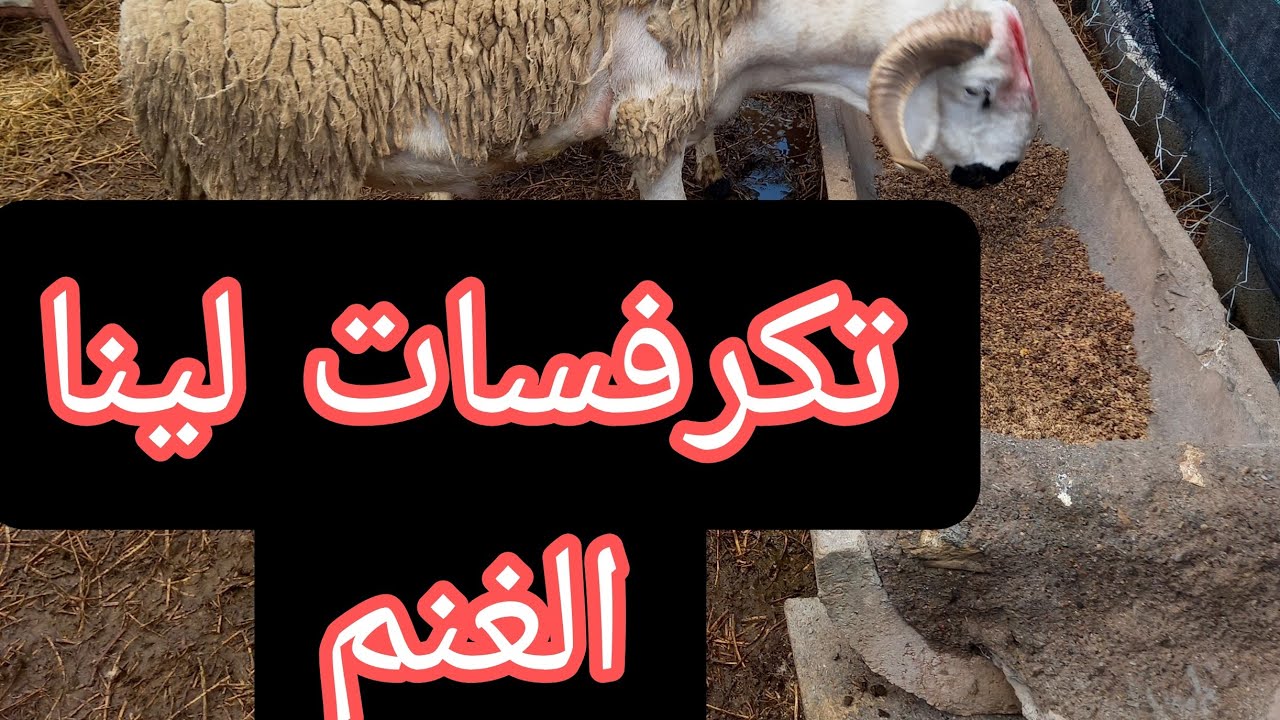 تكرفسنا وتكرفسو لينا النعيجات الحمد لله 