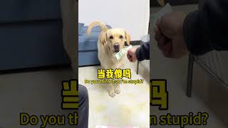 【旺仔很忙🐶Wangzai Is Busy】狗子长大了，不好忽悠了The Puppy Has Grown Up, Not Easily Fooled Anymore