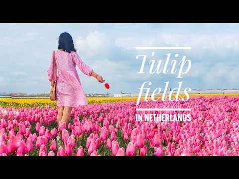 Schitterende Tulpenvelden in Lisse, Nederland || Nederlandse bloemenvelden 2021|| Hindi