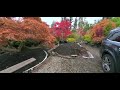 Amazing Maples - October 2020