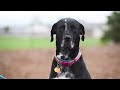 Pet of the Week: Bella (Great Dane/Labrador retriever mix) -- May 11, 2018