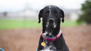 Pet of the Week: Bella (Great Dane/Labrador retriever mix) -- May 11, 2018
