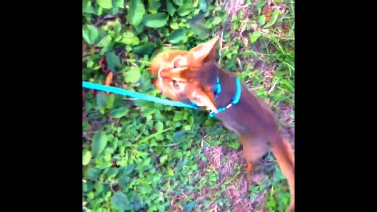 loyal abyssinian cat 