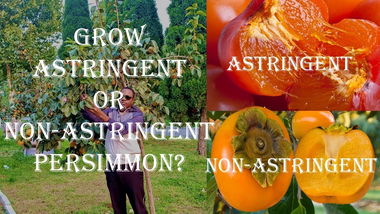 Which One To Grow Commercial Astringent Or Non-Astringent Persimmon Fruit ? |Fahamu Zao La Pasimoni.