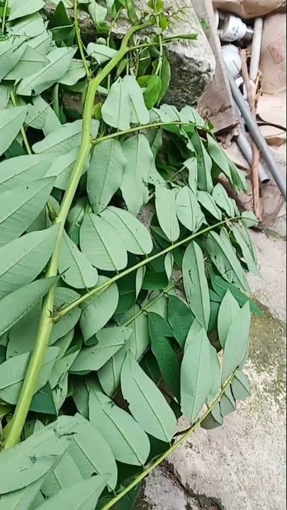 perbedaan daun reside/klereside/gamal/dadapbe/bagongan DENGAN indigofera