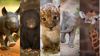 Cute Baby Animals You Should See Resimi
