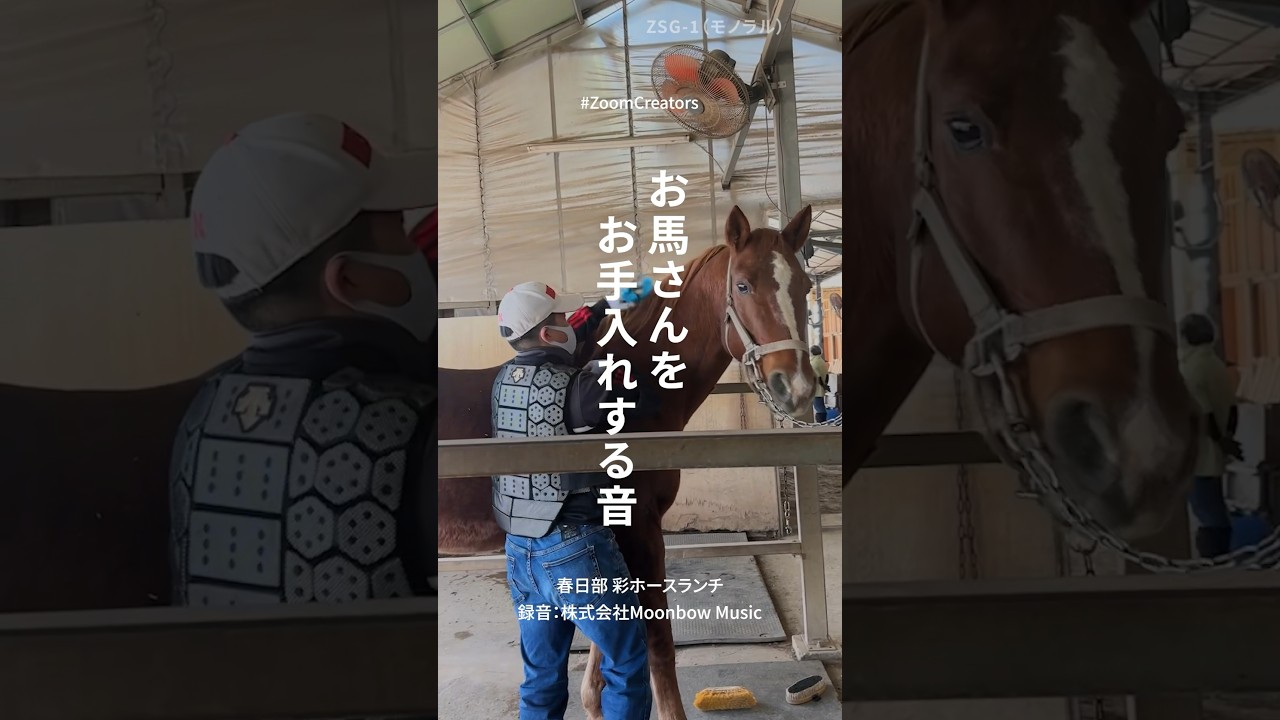 お馬さんをお手入れする音】ZSG-1 #動画製作 #録音 #馬 #動物動画