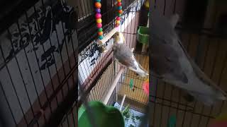 It's Bingo again🦜 #cockatiel #tiel #birds #parrot