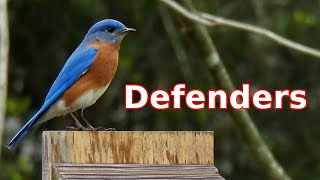 Defenders