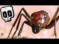 Spoor Spider vs Dune Ant | Deadliest Showdowns | BBC Earth