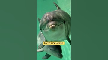 Planet Zoo DLC ideas! Marine Pack #planetzoo #planetzoogame #shorts #fyp