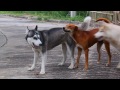 Siberian Husky dog video shot by Canon EOS 500D