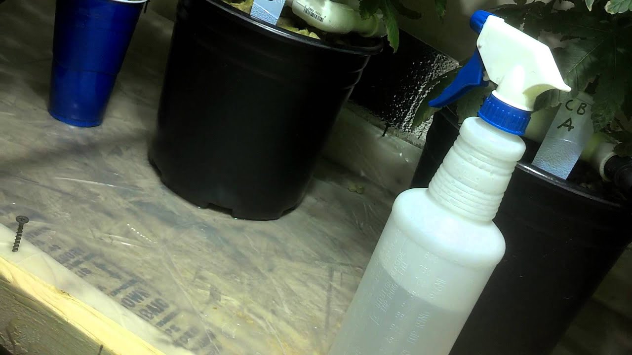 mid veg nothing special