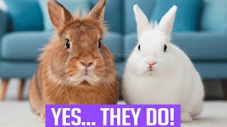 Rabbit Behavior: How Do Rabbits Apologize and Show Affection?