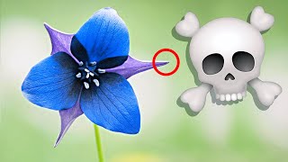 Top 10 Most Poisonous Flowers || Dangerous Toxic Flower