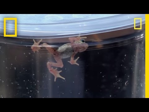 "Extinct" Toad Thrives in Lab | National Geographic