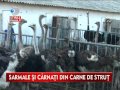 Ferma de Struti Tinca la Kanal D