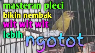 masteran pleci bikin nembak wit wit lebih ngotot