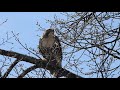 アカオノスリ Red-Tailed Hawk @very busy street in Newton, MA