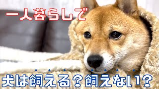 一人暮らしでも犬は飼えますかに答えてみました。【柴犬との暮らし】