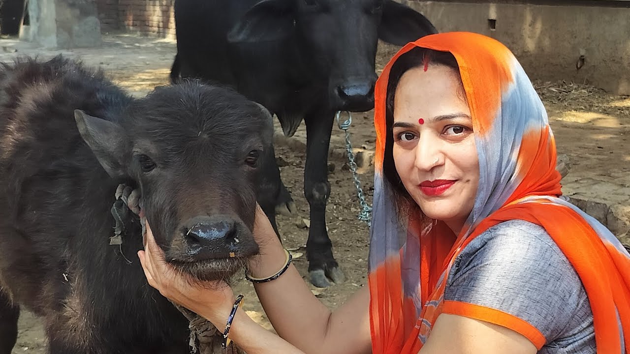 Babli Rajput Vlogs is live hi guys welcome hai aap sabhi ka hamari life ...